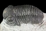Bargain, Gerastos Trilobite Fossil - Morocco #69105-4